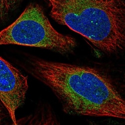 MXRA7 Antibody, Novus Biologicals:Antibodies:Primary Antibodies